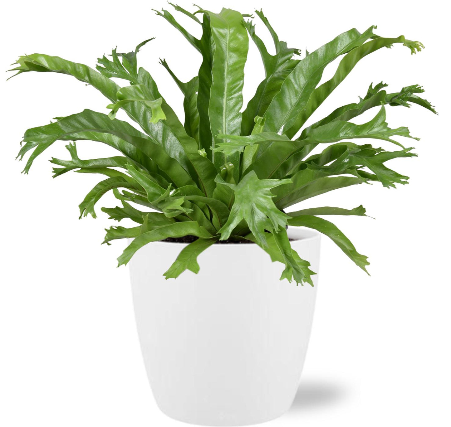 Asplenium Nidus Crissie - Ø17cm + Pot Brussels D18x17cm - Weiß - Pflanzfix24.de - Pflanzfix24.de
