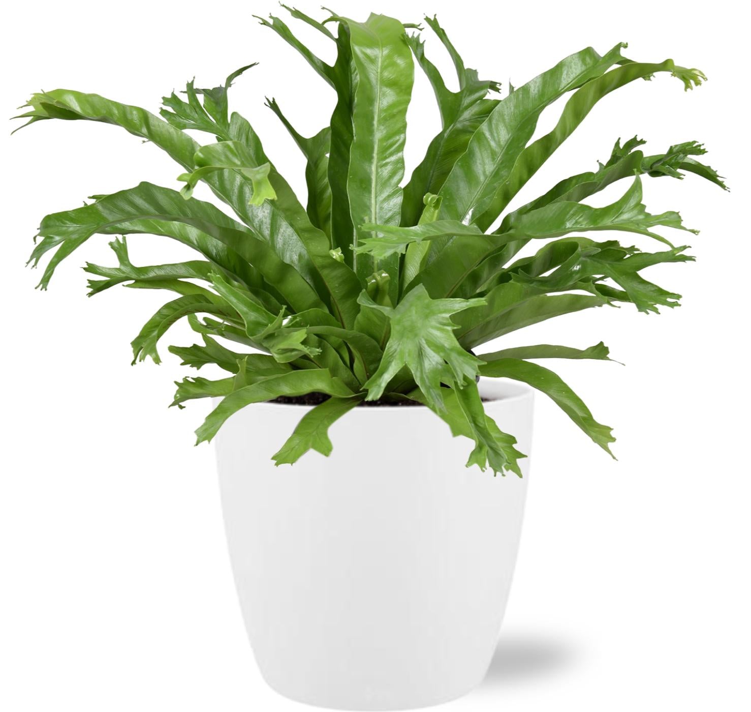 Asplenium Nidus Crissie - Ø17cm + Pot Brussels D18x17cm - Weiß - Pflanzfix24.de - Pflanzfix24.de