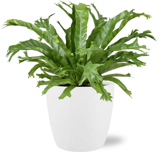 Asplenium Nidus Crissie - Ø17cm + Pot Brussels D18x17cm - Weiß - Pflanzfix24.de - Pflanzfix24.de
