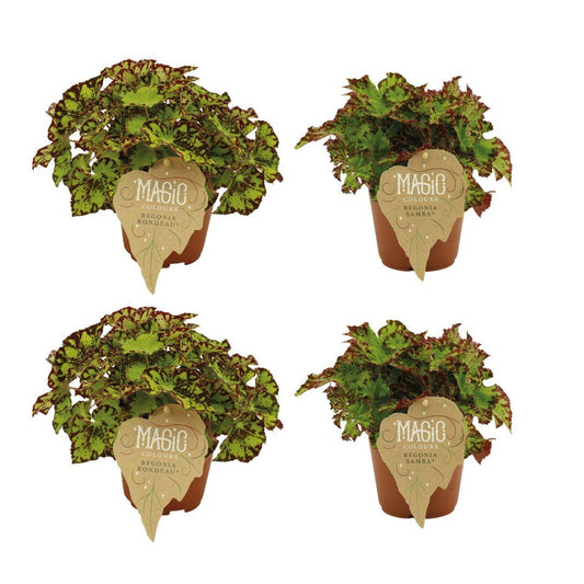 Begonia Rex Rondeau & Samba Set - 4er Pack - Ø12cm - ↕25cm - Pflanzfix24