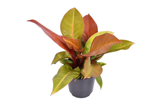 Philodendron Prince Of Orange - Ø19cm - ↕60cm - Pflanzfix24
