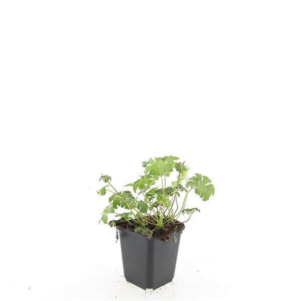 24x Geranium cant. 'Cambridge' - ↕10-25cm - Ø9cm - Pflanzfix24