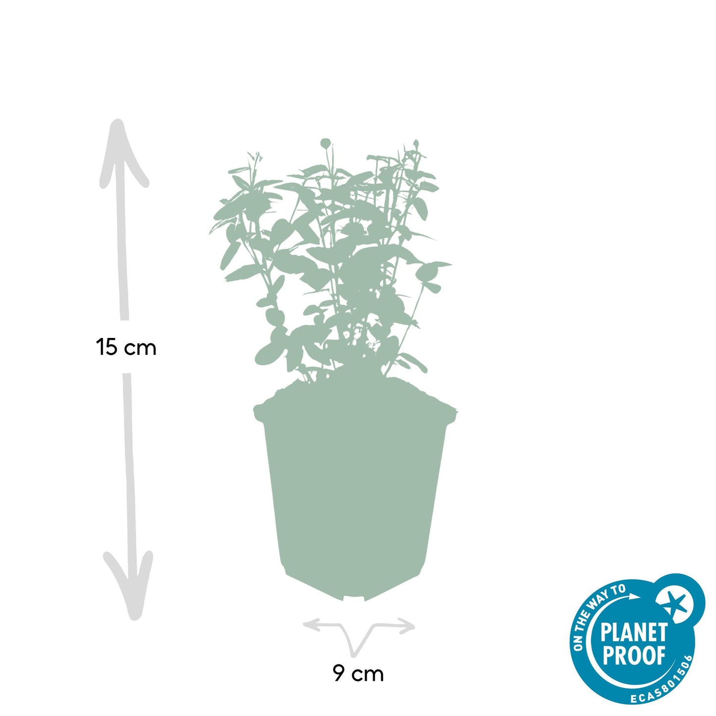 24x Euonymus fortunei radicans - Bodendeckerpflanze - 10-25cm - Pflanzfix24