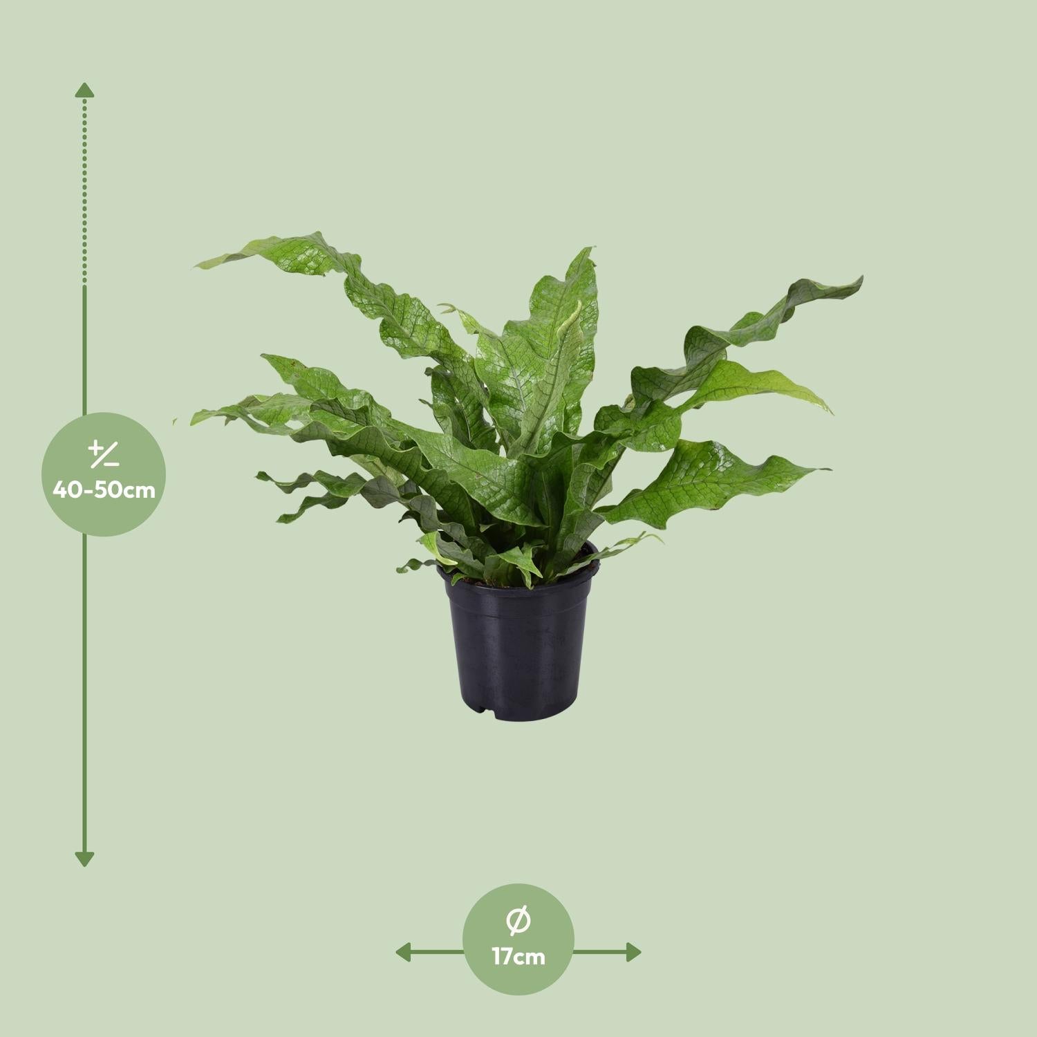 Microsorum diversifolium Kängurufarn Ø17cm | Pflanzfix24.de - Pflanzfix24.de