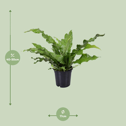 Microsorum diversifolium Kängurufarn Ø17cm | Pflanzfix24.de - Pflanzfix24.de