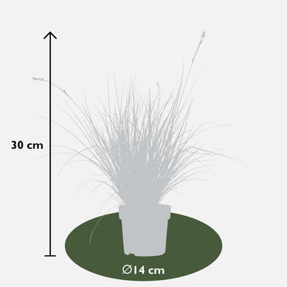 3x Carex brunnea 'Variegata' - 30cm - Ø14 - Pflanzfix24