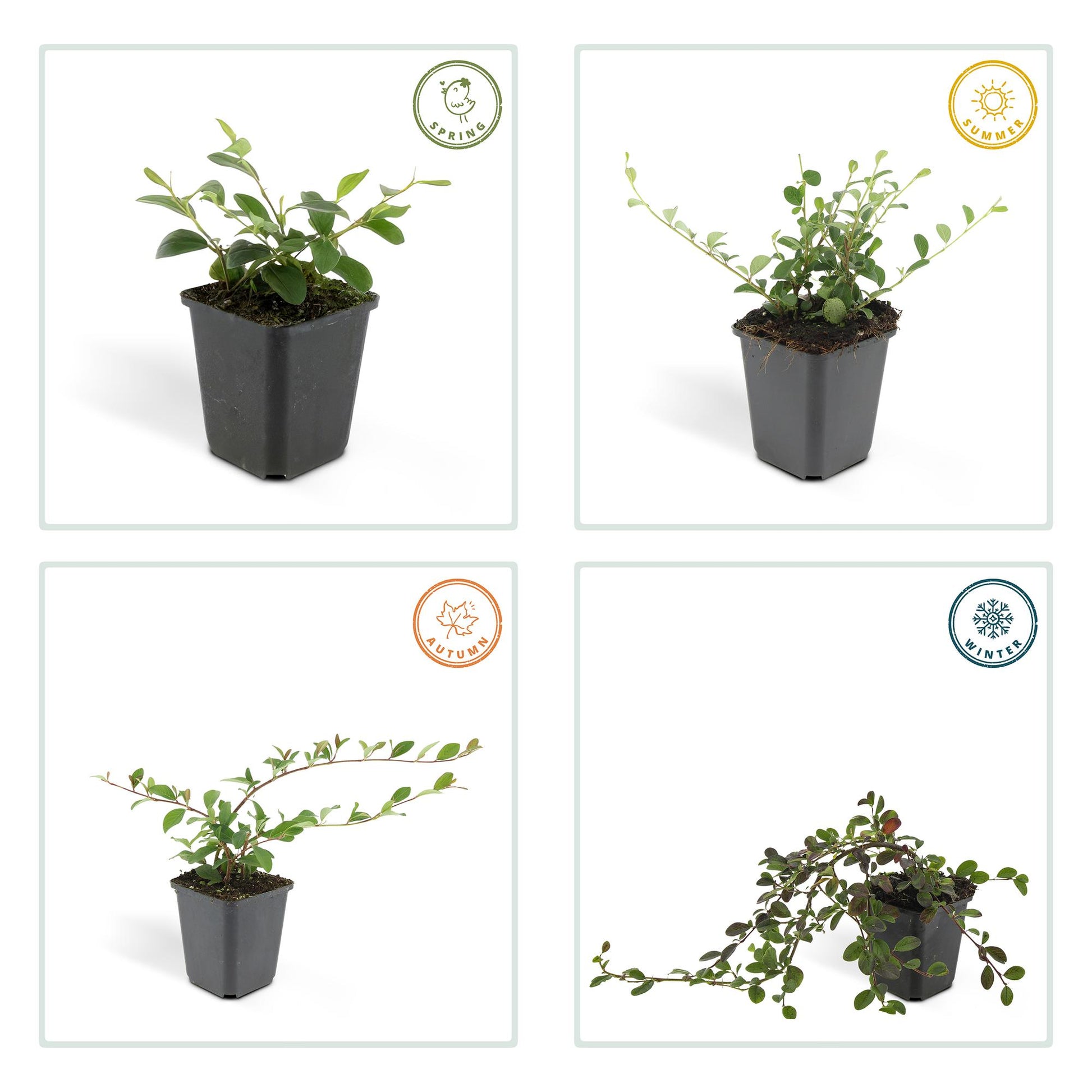 20x Cotoneaster dammeri Bodendecker | Pflanzfix24.de - Pflanzfix24.de