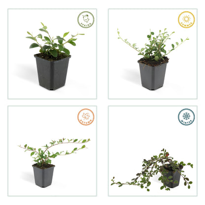20x Cotoneaster dammeri Bodendecker | Pflanzfix24.de - Pflanzfix24.de