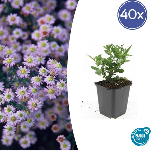 40x Aster ageratoides 'Stardust' - ↕10-25cm - Ø9cm - Pflanzfix24.de - Pflanzfix24.de