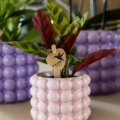 pflanzfix24 | Kolibri Home | Poppy Ziertopf - Pink - Ø6cm