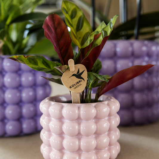 pflanzfix24 | Kolibri Home | Poppy Ziertopf - Pink - Ø6cm