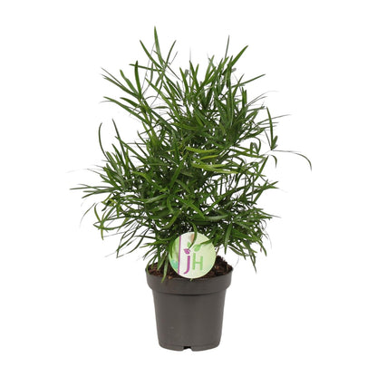 Asparagus Falcatus - Ø12cm - ↕30cm by Pflanzfix24