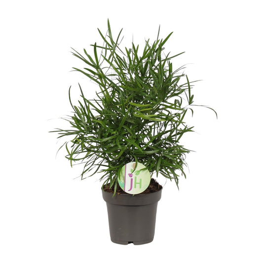Asparagus Falcatus - Ø12cm - ↕30cm by Pflanzfix24