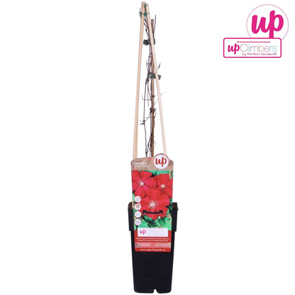 Clematis Hagley Hybrid - Clematis Rood - Ø15cm - ↕65cm - Pflanzfix24.de - Pflanzfix24.de
