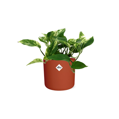 Scindapsus Marble Queen in ELHO b.for soft rond 14cm brique - Pflanzfix24