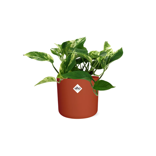 Scindapsus Marble Queen in ELHO b.for soft rond 14cm brique - Pflanzfix24