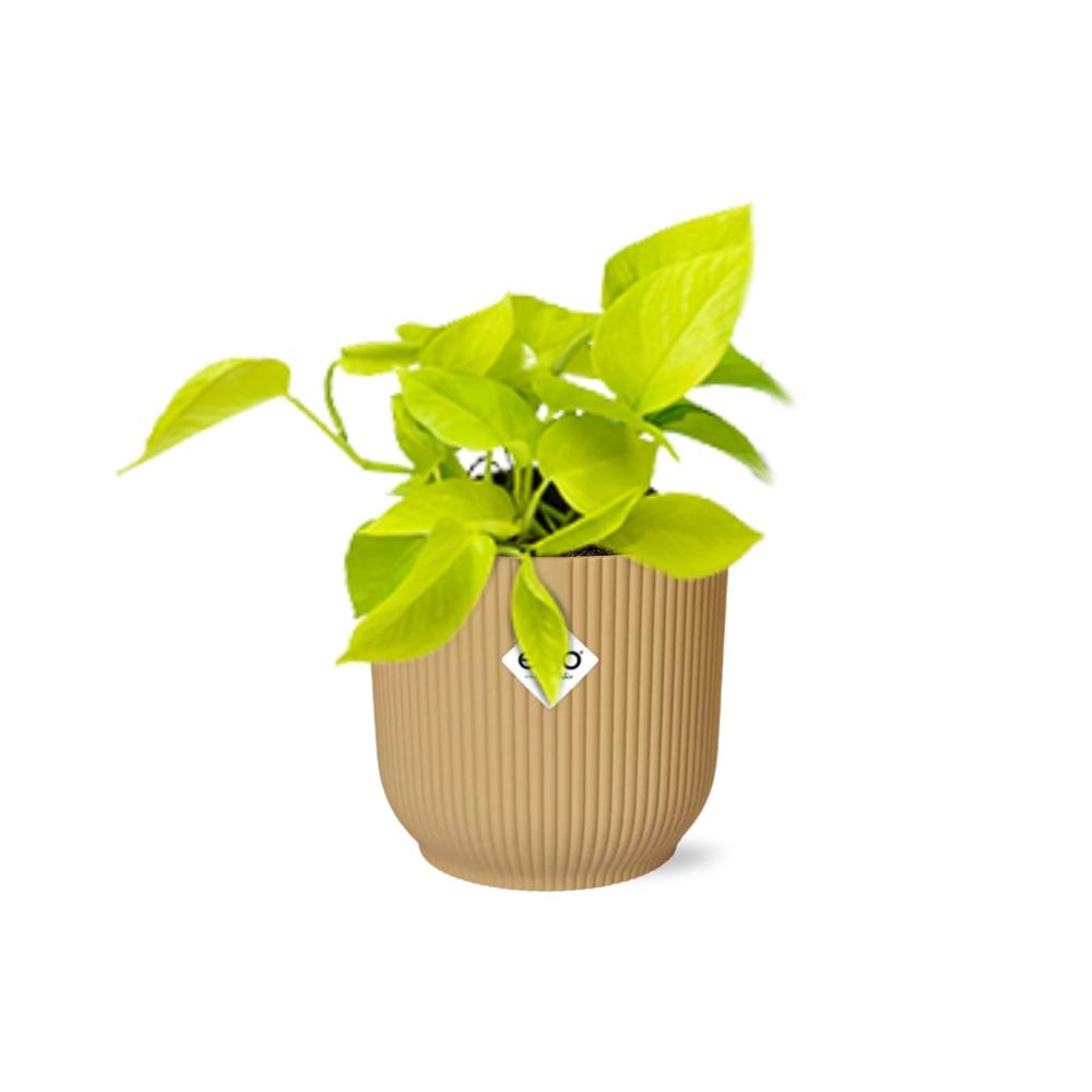 Epipremnum aureum 'Goldener Pothos' - pflanzfix24