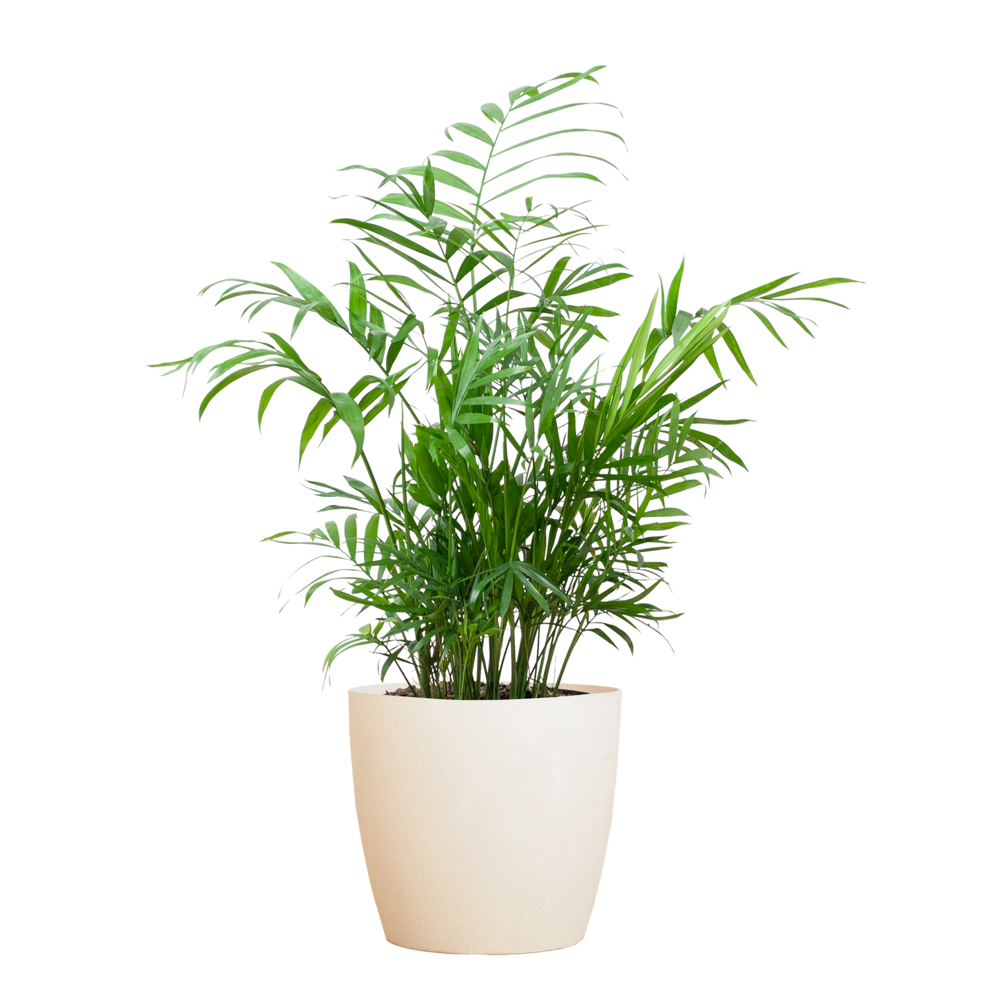 Chamaedorea Elegans mit Viber weiß - 55cm - Ø17 - Pflanzfix24