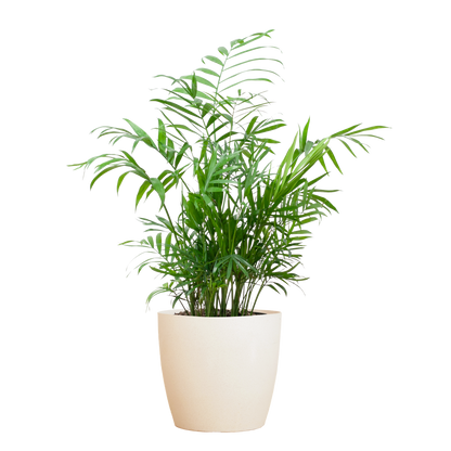Chamaedorea Elegans mit Viber weiß - 55cm - Ø17 - Pflanzfix24