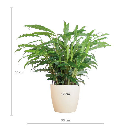 Calathea Rufibarba mit Viber weiß - 55cm - Ø17 - Pflanzfix24
