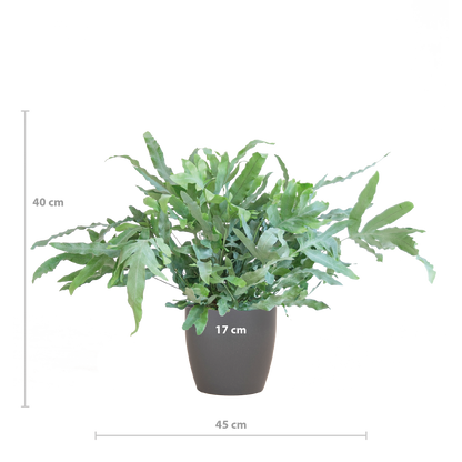 Phlebodium Aureum 'Blue Star' - 40cm - Ø17 - Pflanzfix24