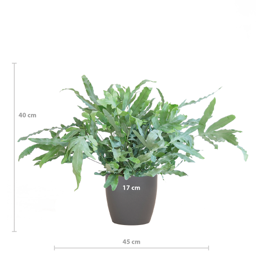 Phlebodium Aureum 'Blue Star' - 40cm - Ø17 - Pflanzfix24