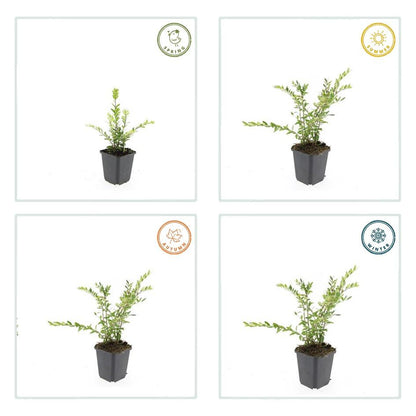 20x Lonicera pileata - ↕10-25cm - Ø9cm bei Pflanzfix24.de - Pflanzfix24.de