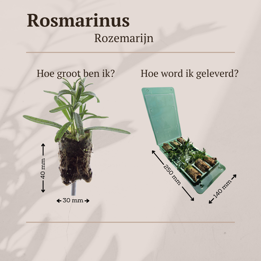 Rosmarinus 6 Jungpflanzen – Duftender Rosmarin | Pflanzfix24.de - Pflanzfix24.de