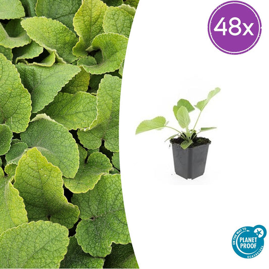 48x Phlomis russeliana - Winterharte Staude - Gartenpflanze - Pflanzfix24