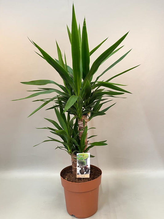 Yucca 45-20 2+ Kop (p21) - Pflanzfix24