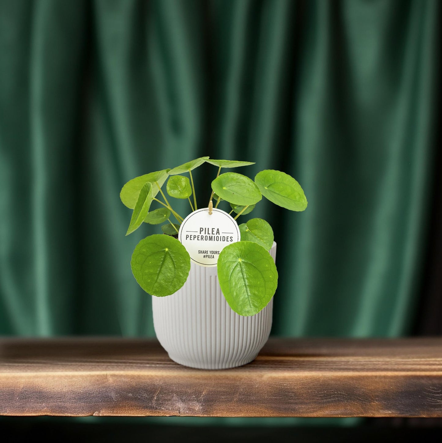 Pilea Peperomioides Ø13cm – kompakte Aluminium-Pflanze | Pflanzfix24