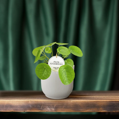 Pilea Peperomioides Ø13cm – kompakte Aluminium-Pflanze | Pflanzfix24