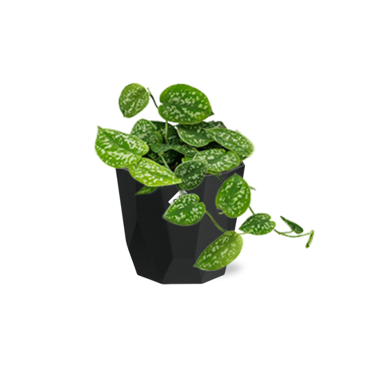 Scindapsus Pictus ‘Argyraeus’ - 14cm - b.for rock living black - Pflanzfix24