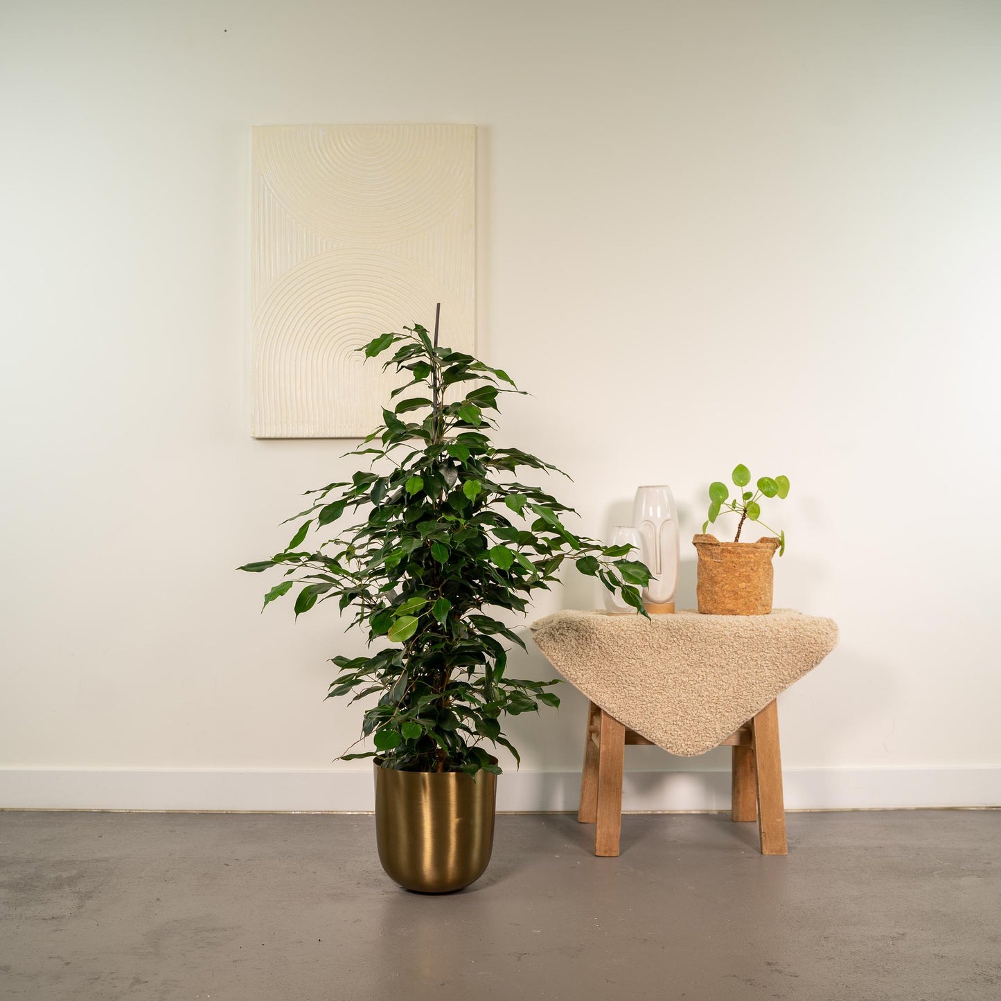 Ficus benjamina Danielle - Ø21cm - ↕95cm + Topf Mayk Gold - Pflanzfix24