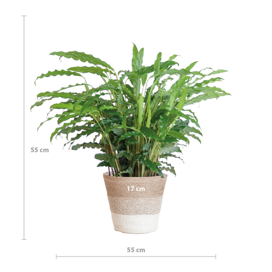 Calathea Rufibarba mit Korb Lissabon weiß - 55cm - Ø17 - pflanzfix24