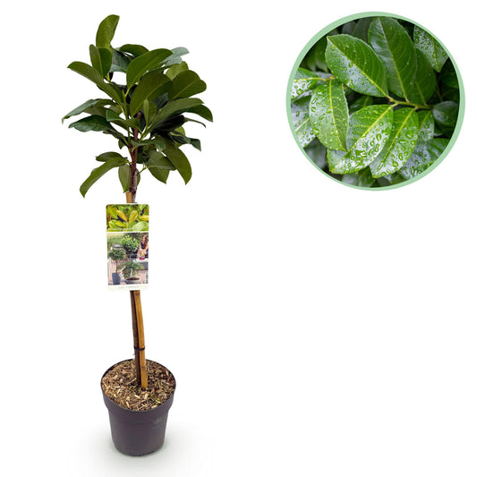 GreenboutiQ - Gartenpflanze - Prunus laurocerasus Etna® - Stamm-Pflanze - Terrassenpflanze - Immergrün - Wenig Pflege - Topf 19cm Höhe 90cm - Pflanzfix24.de - Pflanzfix24.de