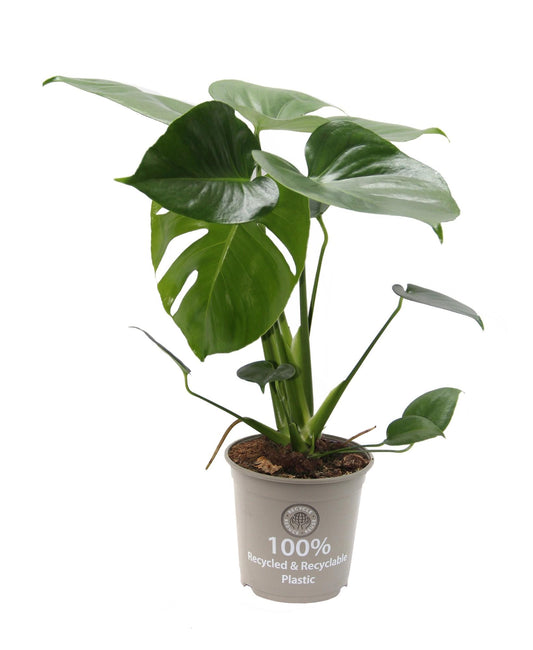 Monstera Delicisosa 15cm - Pflanzfix24