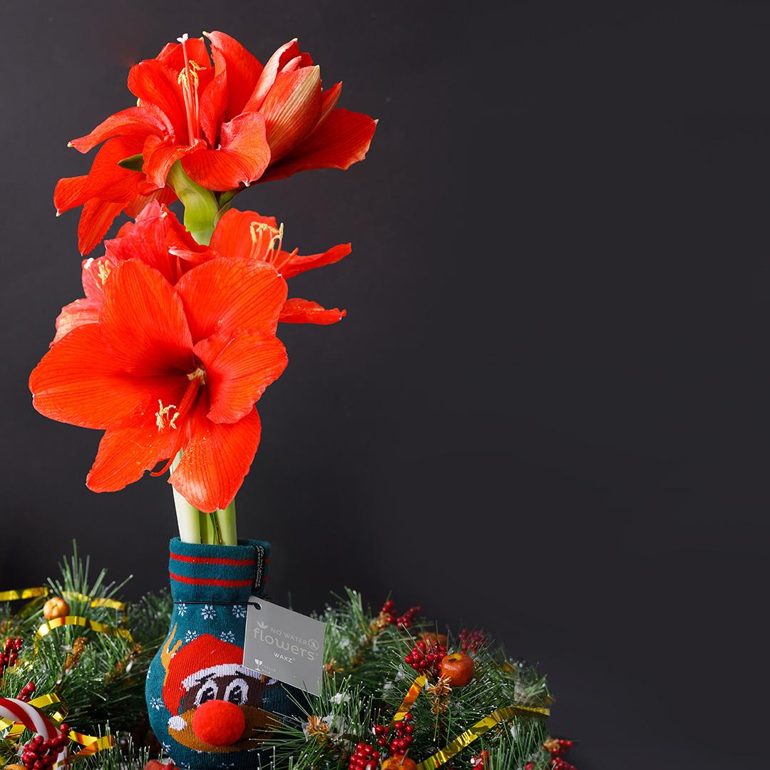 No Water Flowers® Fashionz Xmas Fun Silly - Rudolp Green + Red flower - Pflanzfix24