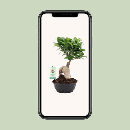 Ficus Ginseng - Ø16cm - ↕35cm - Pflanzfix24