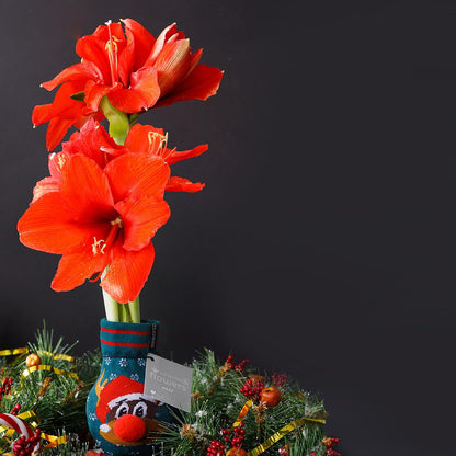 No Water Flowers® Fashionz Xmas Fun Silly Mix (4 pack) - Pflanzfix24