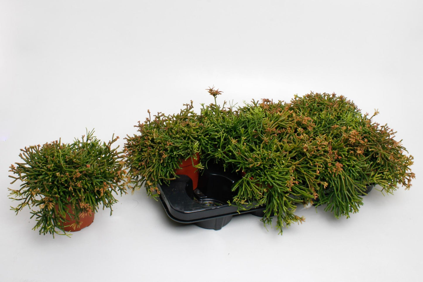 Rhispalis Clavata - Ø12cm - ↕20cm bei Pflanzfix24