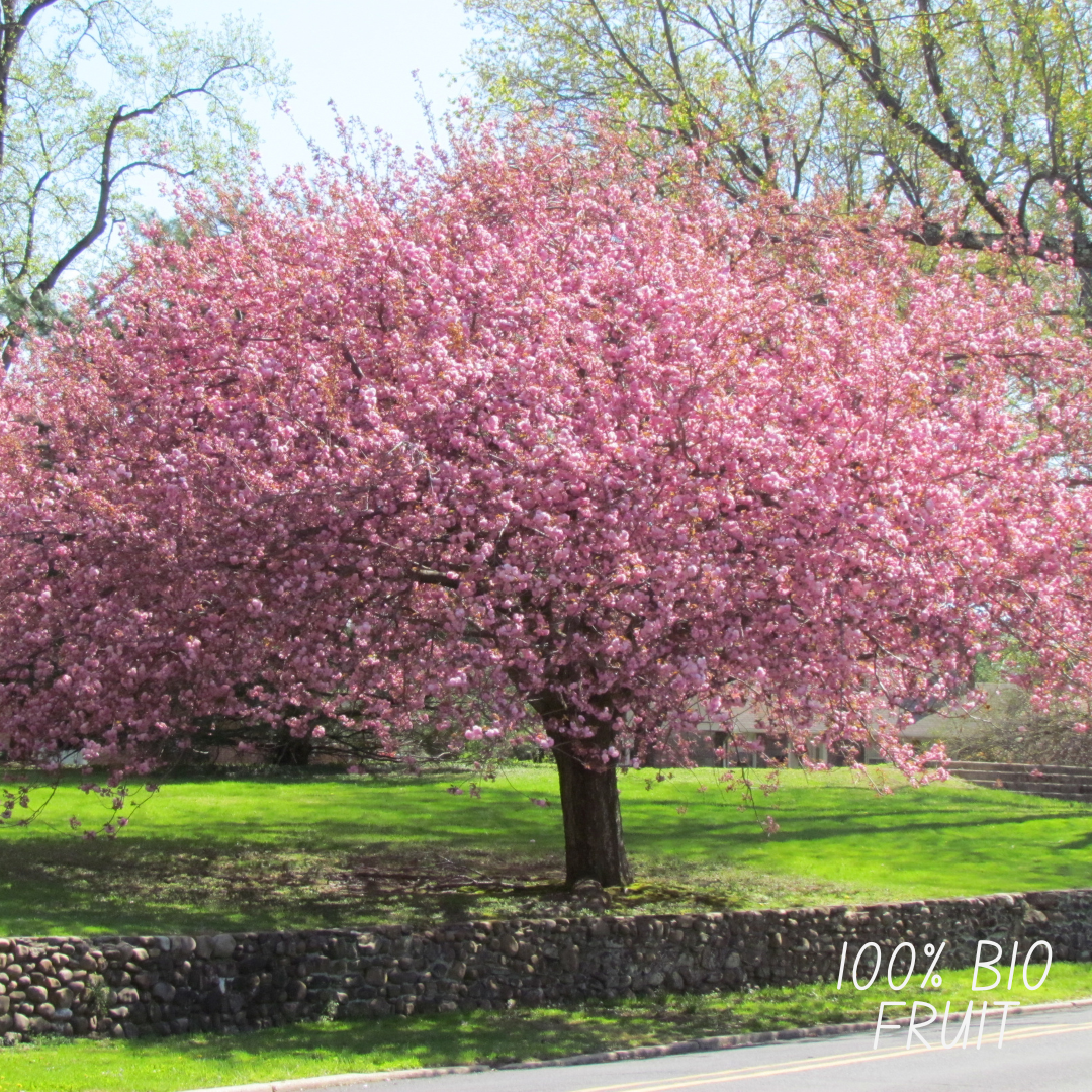 Bio-Kirschbaum - Prunus Avium - 1 x Ø 20 cm - ↨ 60 cm - Pflanzfix24.de - Pflanzfix24.de