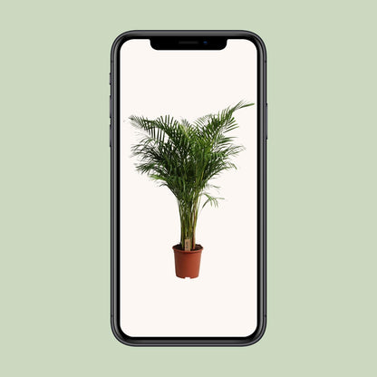 Dypsis Lutescens - Ø27cm - ↕160cm - Pflanzfix24
