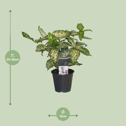 Dracaena Godsefiana - Ø12cm - ↕25cm - Pflanzfix24