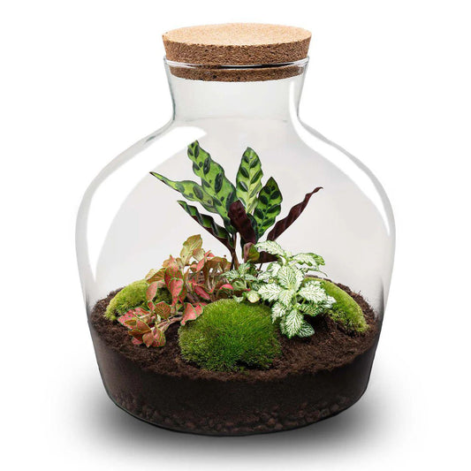 DIY Terrarium - Fat Joe Rood - ↕ 30 cm - Pflanzfix24
