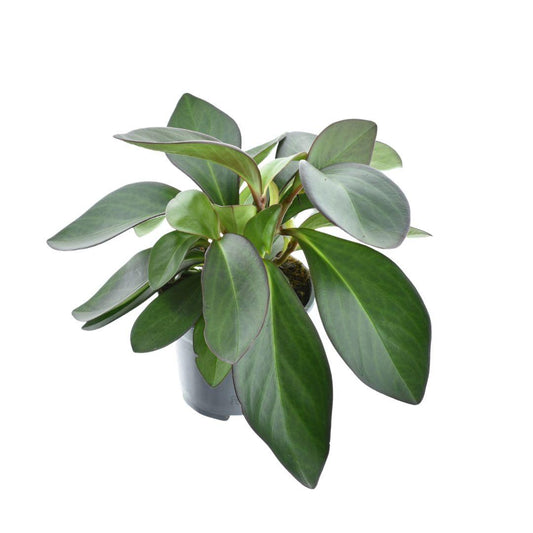 Peperomia Red Margin Feel Green - Ø14cm - ↕30cm - Pflanzfix24