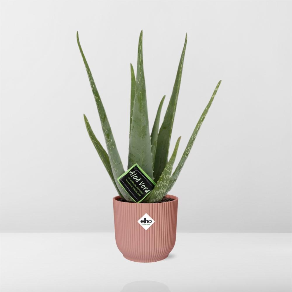 Aloe Vera 12cm in ELHO Vibes Fold 14cm roze - Pflanzfix24