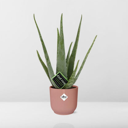 Aloe Vera 12cm in ELHO Vibes Fold 14cm roze - Pflanzfix24