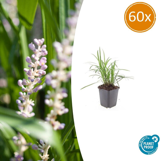 60x Liriope muscari 'Monroe White' - Pflanzfix24.de - Pflanzfix24.de