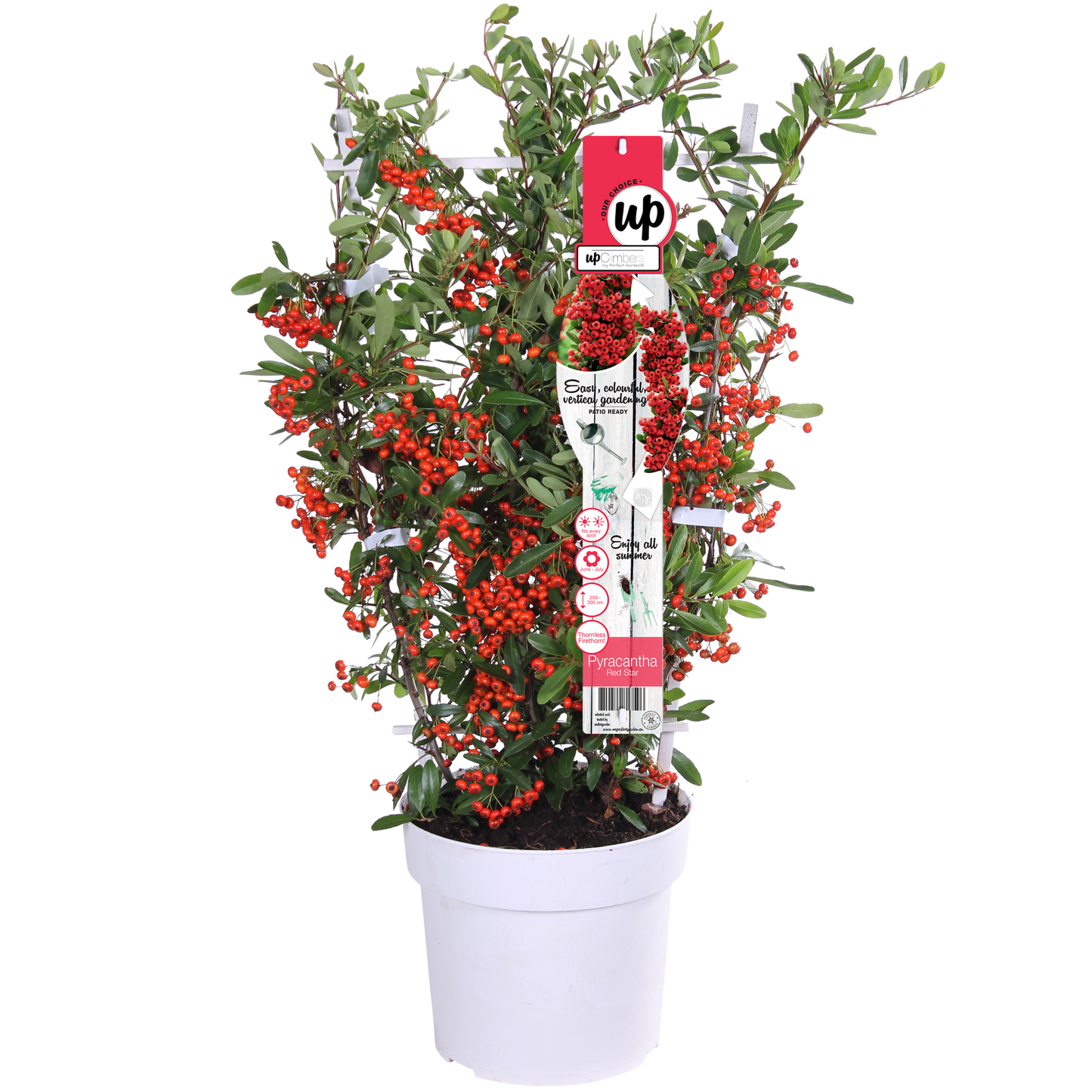 Pyracantha coccinea Red Star - Pflanzfix24
